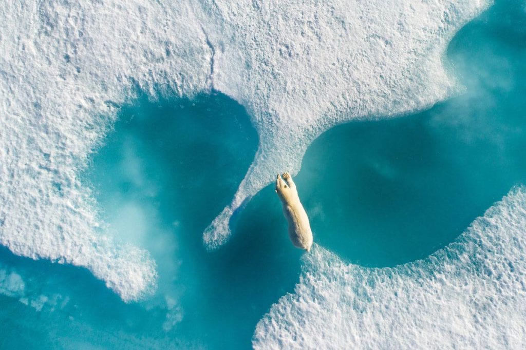 Florian Ledoux - Above The Polar Bear