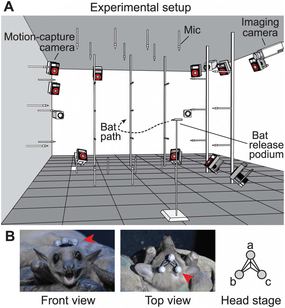 Fig 1. Setup of the experiment. (A) Experimental space and arrangement of instruments, including a three-dimensional array of 34 ultrasonic microphones, 10 high-speed motion-capture cameras, and 4 high-speed imaging cameras. (B) The head stage (indicated by red arrows) used to track the bat’s head movements.