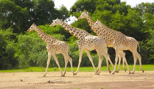 Nigerian White Giraffes