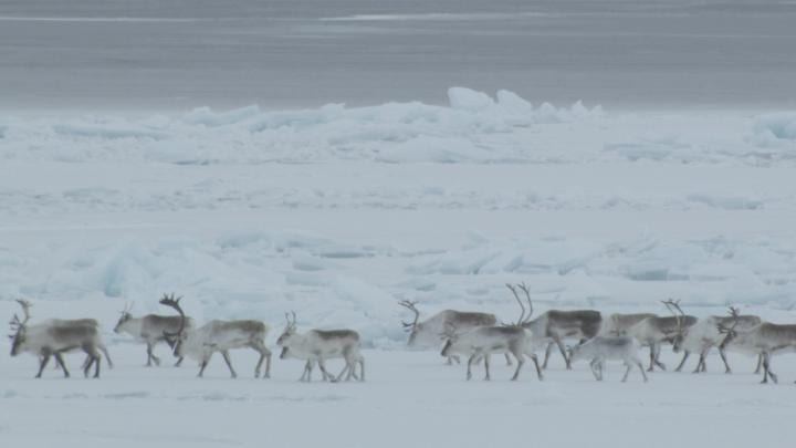 These are Dolphin-Union caribou migrating in northern Canada.