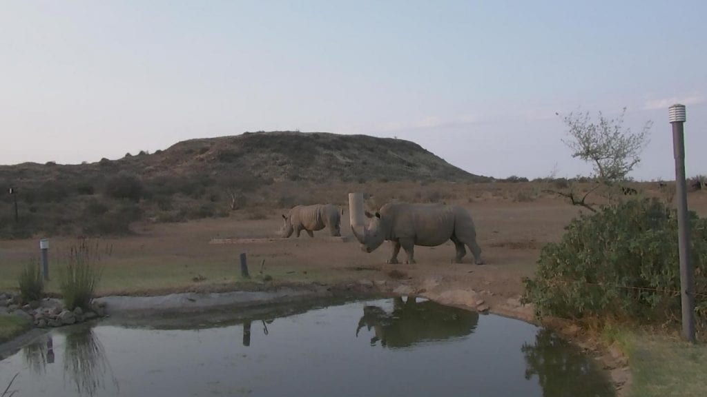 Visible image of rhinos in South Africa. Credit: Endangered Wildlife