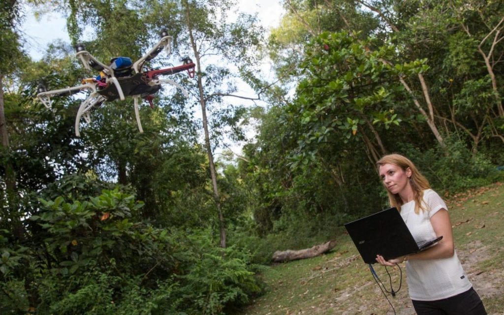 Fornace uses a drone to track the macaques who are known to be responsible for carrying the deadly 'monkey malaria' |
