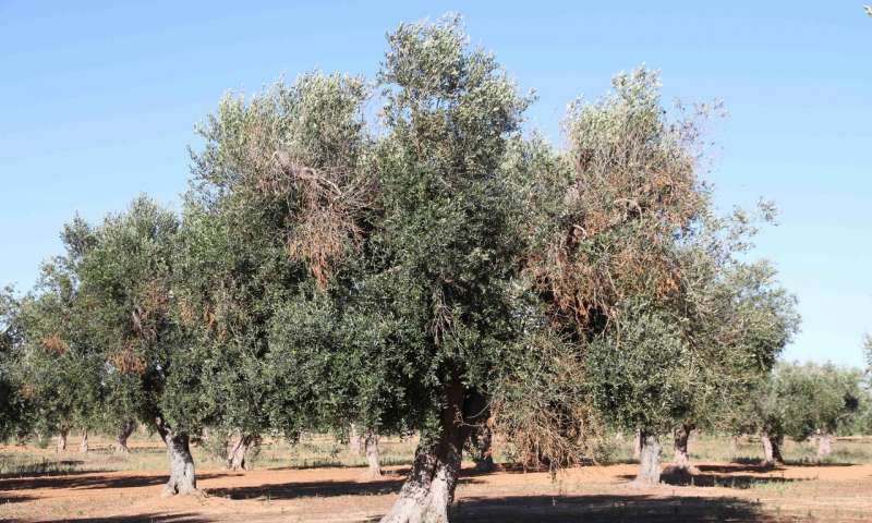 An olive tree affected by Xylella fastidiosa, with visual symptoms of chlorosis and defoliation | Juan A. Navas-Cortes