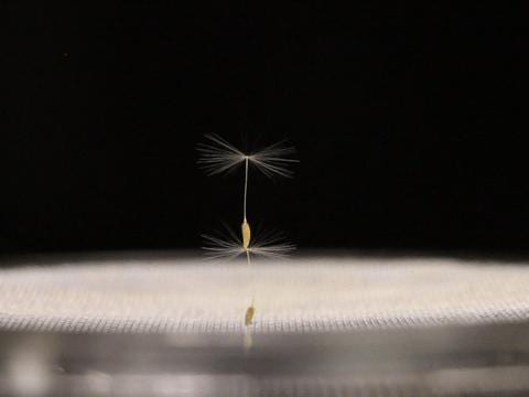 When dandelion seeds fly, a ring-shaped air bubble forms as air moves through the bristles, enhancing the drag that slows their descent.