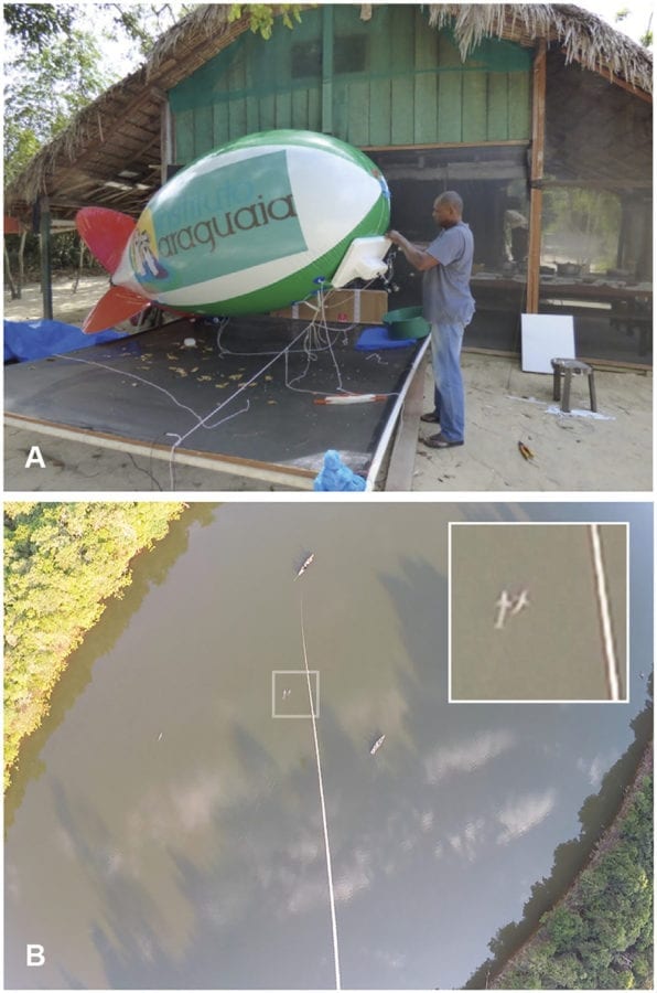 River dolphin aerial survey using the blimp. (A) Field assistant makes adjustments of the styrofoam system that held the GoPro camera on the blimp. (B) Screenshot of a video-recorded by the blimp camera during a survey of Inia araguaiaensis in the sector Estir~ao. Three dolphins are visible: a pair showed in the enlarged picture detail, plus a solitary one further leftdown. It is also possible to spot the two boats deployed in the survey, the bottom-right one with observers performing the visual survey, and the top-left one responsible for holding the blimp through a tether line.