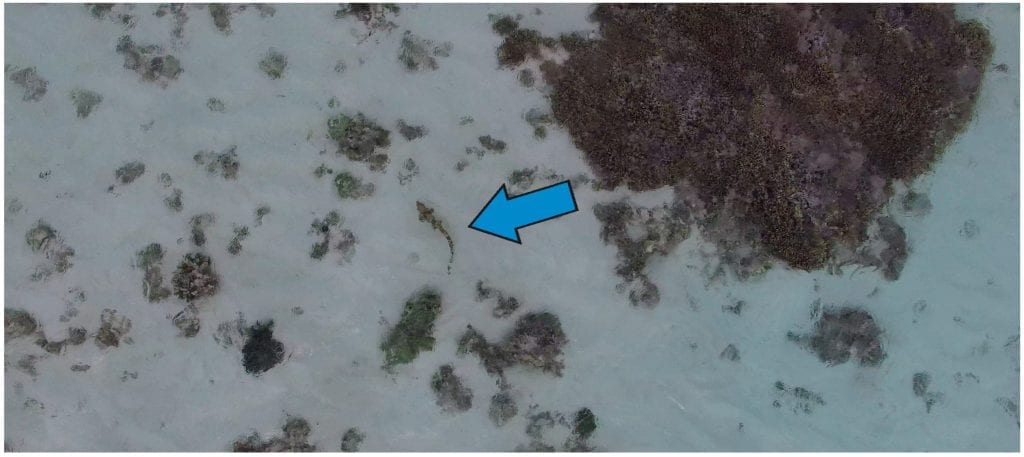Aerial view from the unmanned aerial vehicle (UAV) while tracking movement and behaviour of an Epaulette shark at an altitude of ~2 m; a shark with an approximate length of 50 cm is indicated by the blue arrow.