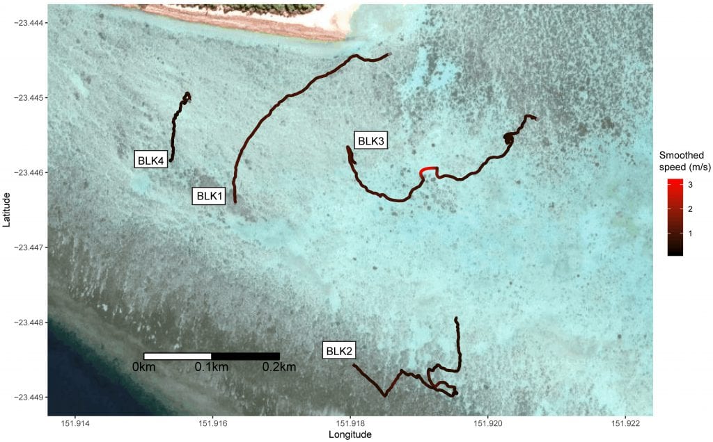 Locally-smoothed Blacktip Reef Shark (Carcharhinus melanopterus) tracks and movement speed recorded at Heron Island reef crest using a UAV. Satellite imagery courtesy of Google.