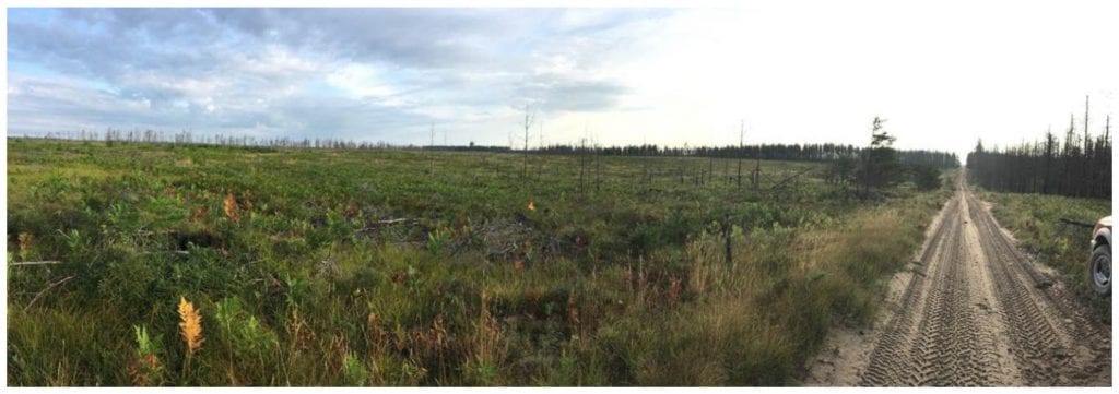 Current landscape highlighting the devastation to the jack pine forest and the vegetation recovery as of summer 2017.
