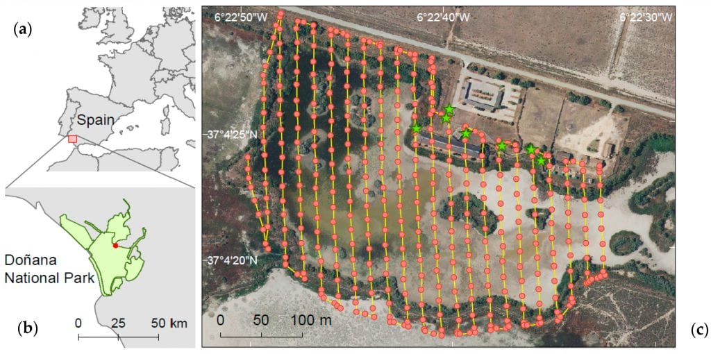Location of Doñana National Park, SW Spain (a,b). Red dots indicate the situation of the Glossy ibis colony. (c) Automatic flight path covered by the UAV to collect image of the Glossy ibis colony in “Lucio de la FAO”. The UAV followed 22 predefined transect lines (yellow lines, 6292.2 m) with 80% front overlap and 70% side overlap. Green stars show ground control points (GCPs) established to increase the absolute global accuracy of drone image.