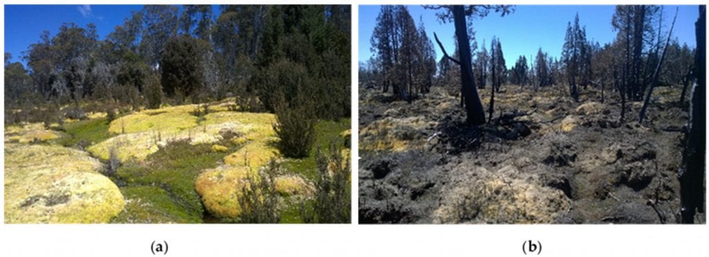 (a) Healthy sphagnum from Skullbone Plains, near Bronte Park, Central Tasmania; (b) Post-fire conditions of burnt Sphagnum and pencil pine trees near Lake Mackenzie, Northern Tasmania.