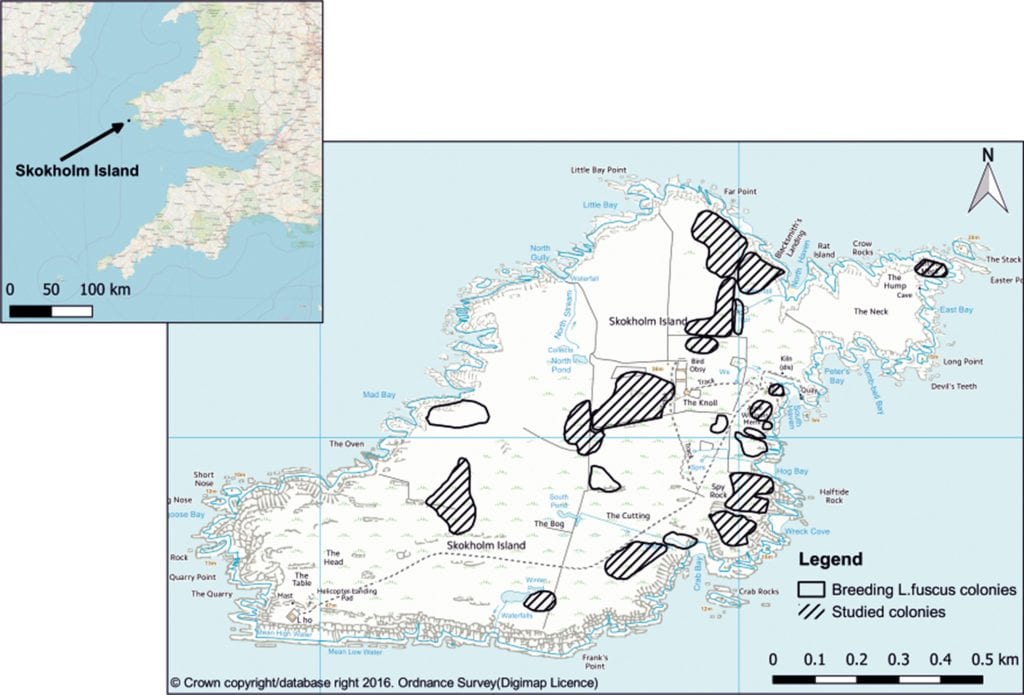 Location map of Skokholm Island and position of Larus fuscus breeding colonies, indicating those that were used in this study 