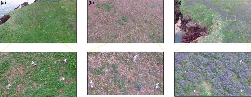Example imagery captured by the unmanned aerial vehicle flown at 15 m altitude with zoomed areas showing the spatial resolution achieved and Larus fuscus identification on (a) open grassland, (b) rough grass/bracken, Pteridium spp. scrub, and (c) bluebells, Hyacinthoides nonscripta