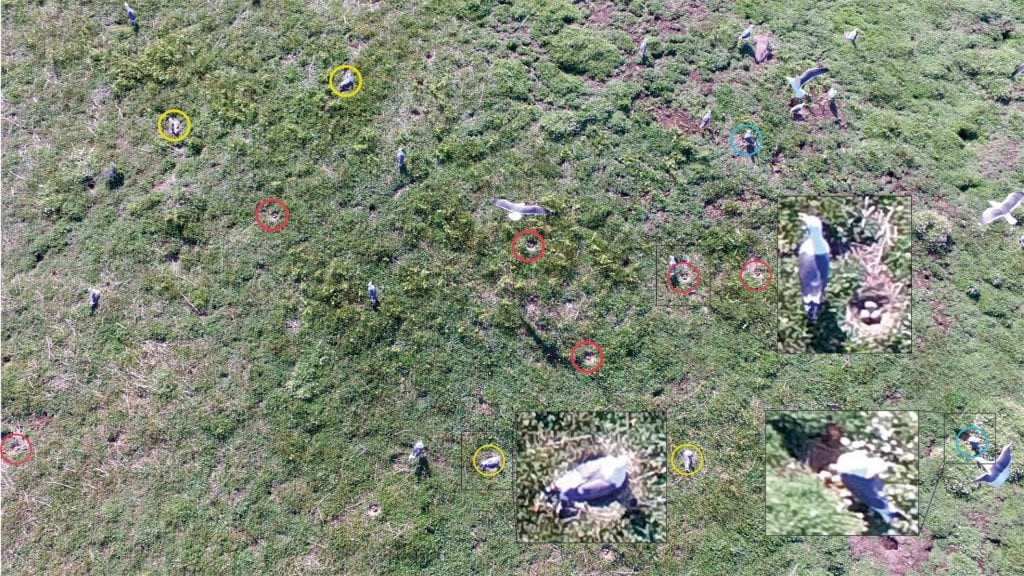 An example of an image captured at 5 m.a.s.e.: Red circles = nests that were temporarily abandoned with eggs clearly visible, blue circles = nests temporarily abandoned with nests and eggs partially visible, yellow circles = nests with apparently incubating adults. Insets show examples of close‐ups of individual birds