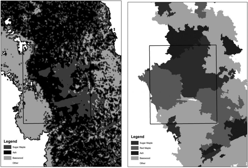 Gray-scale map examples of the best pixel- and object-based classification results with the individual sugar maple tree crown area in Fig. 2 shown in outline. Total area shown in each map is approximately 0.5 ha. Note that the pixel-based supervised classification resulted in three tree species identified with approximately 61% accuracy overall; the object-based classification returned four species with approximately 80% accuracy overall.