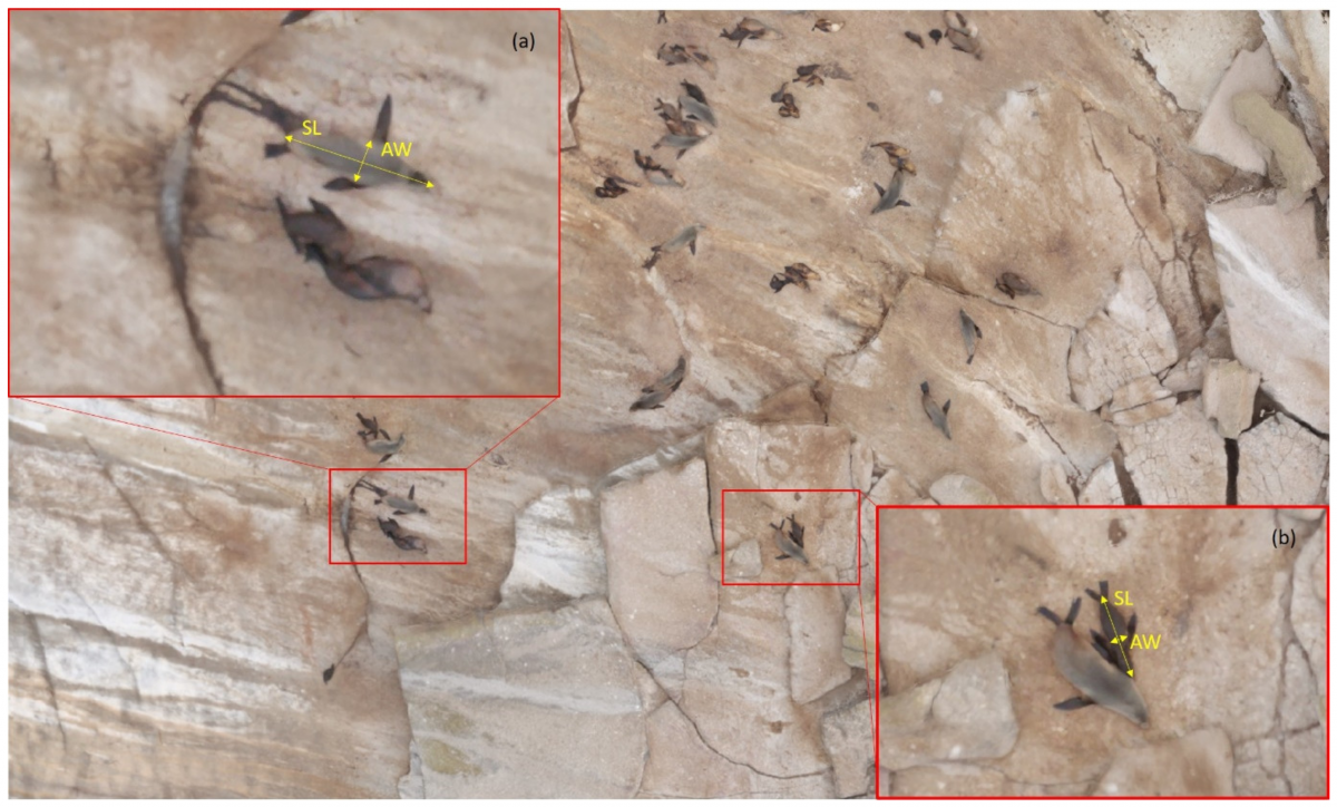 Representative image obtained via UAV (Parrot Sequoia) of Australian fur seals showing measurements of standard length (SL) and axillary width (AW, used to estimate axillary girth) on an adult female (a) and a 3–4 month old pup (b).