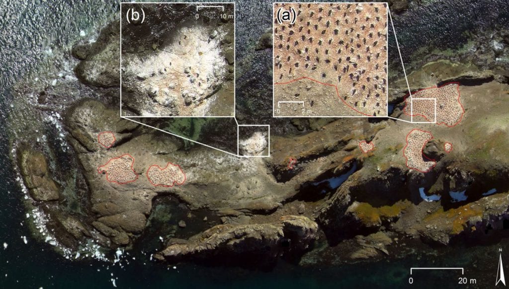 UAV orthomosaic of the chinstrap penguin (Pygoscelis antarcticus) colony at Cabo Cariz (Nelson Island): (a) showing the guano‐covered areas with occupied nests (red polygons) where individuals were counted, and (b) an area in the sublittoral zone close to the shoreline with no occupied nests where individuals were not counted.