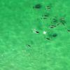 Dolphins and Drone