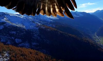 eagle v drone