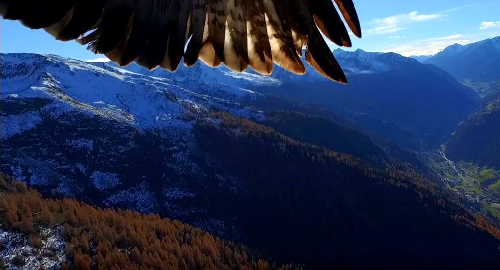 eagle v drone
