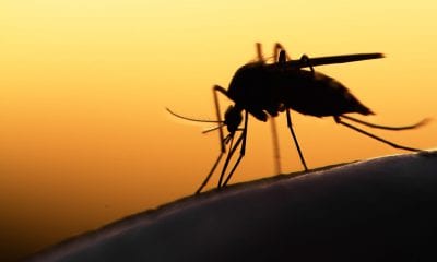 Mosquito Carrying Dengue Fever parasite