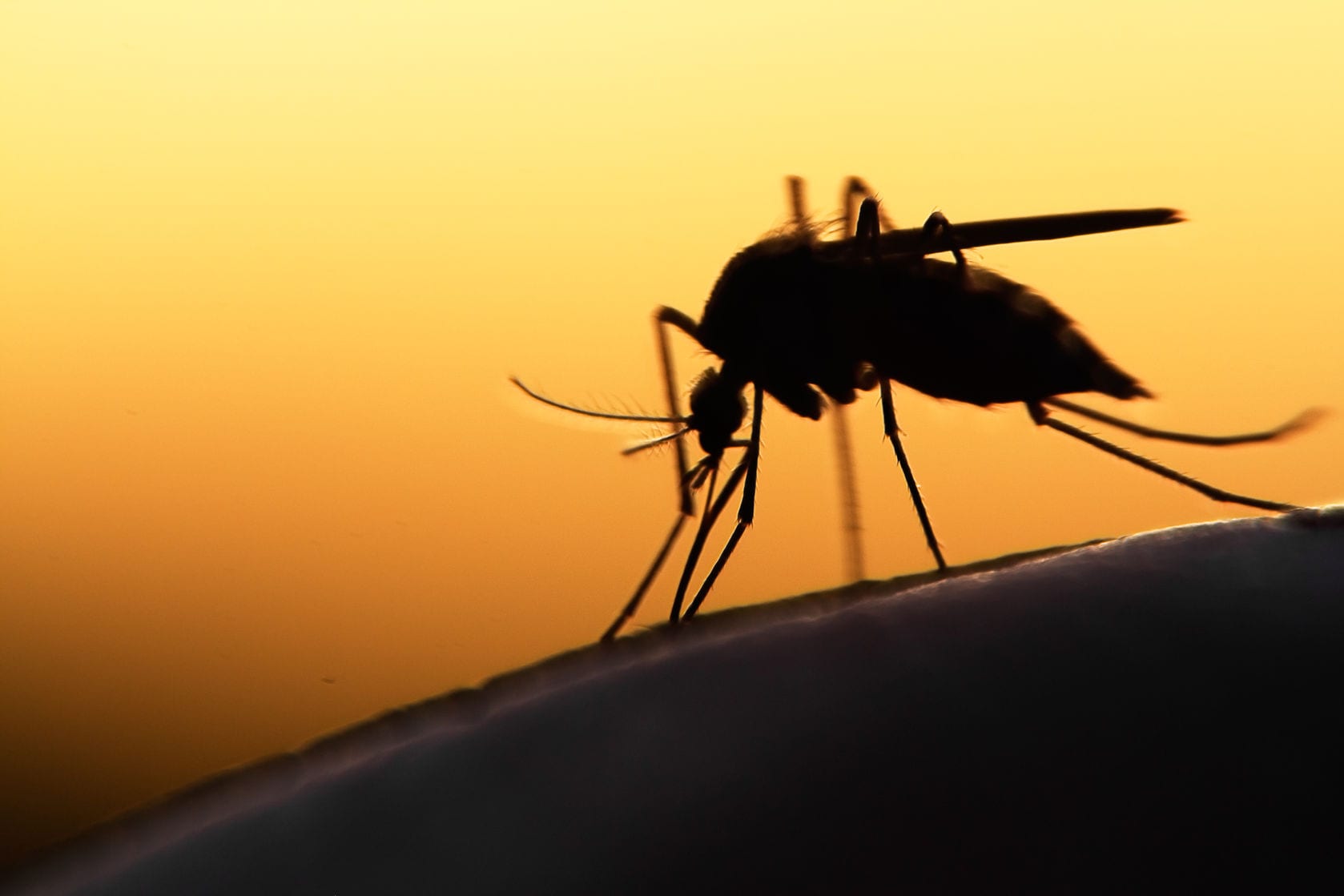 Mosquito Carrying Dengue Fever parasite