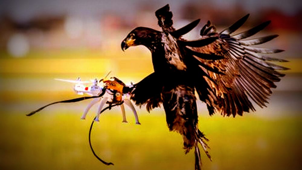 The Eagle is Grounded – Drone-Hunting Eagles | Drone Below