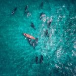 Kayak & Dolphins