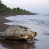 Turtle on Beach at Costa Rica