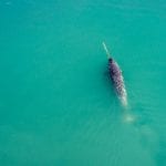 Narwhal from Above