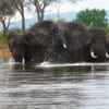 Elephants Crossing a River in Zambia