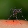 The Aedes aegypti mosquito is a carrier of Malaria, Encephalitis, Dengue and Zika virus.