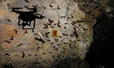 Drone recording bats