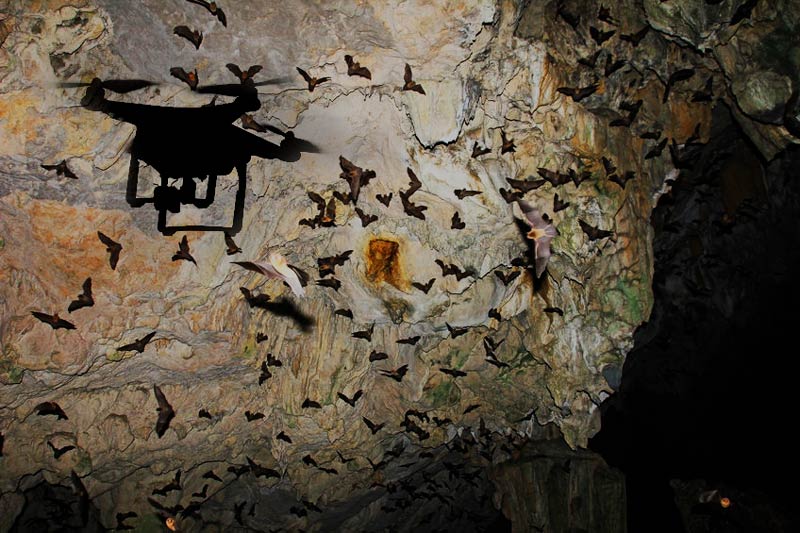Drone recording bats
