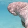 A dugong, otherwise known as a sea cow