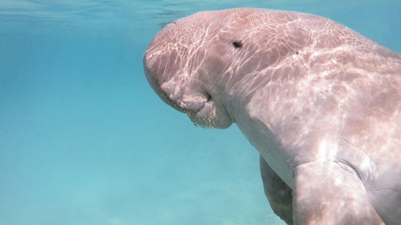 Dugongs And Drones Seychelles Study To Understand Gentle Giant Drone Below