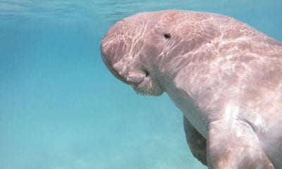 A dugong, otherwise known as a sea cow