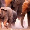 Stampeding Elephants