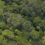 Orangutans nests as seen from above by drone | Orangutan Nest Watch