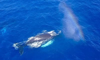 A humpback whale | Oceans Unmanned