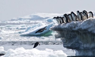 Penguins dive into the ocean at the Danger Islands