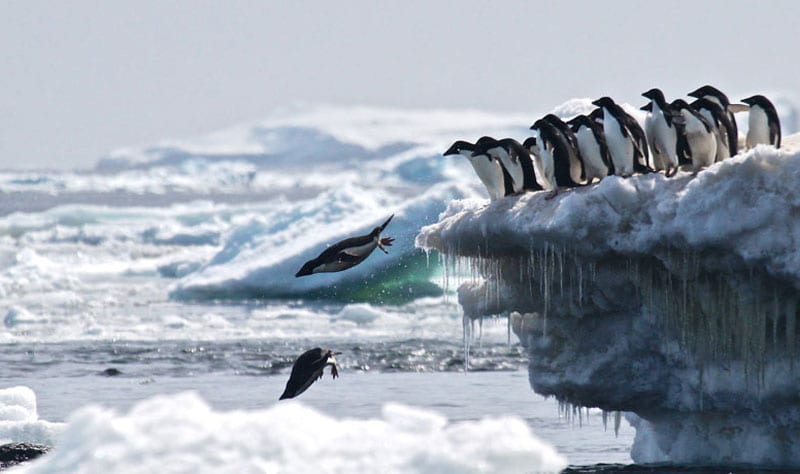 Penguins dive into the ocean at the Danger Islands