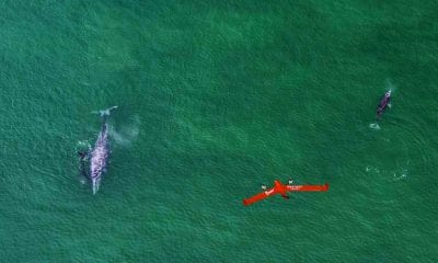 Whales Drone Research