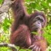 Orangutans are cricitally endangered