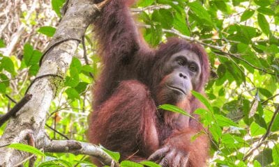 Orangutans are cricitally endangered