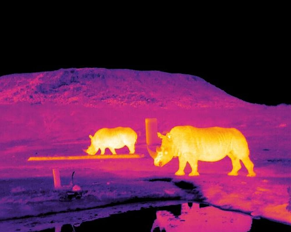 Infrared image of rhinos in South Africa