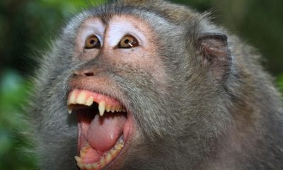 Angry wild long-tailed macaque