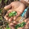 Coca leaves during harvesting Cocaine