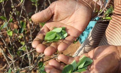 Coca leaves during harvesting Cocaine