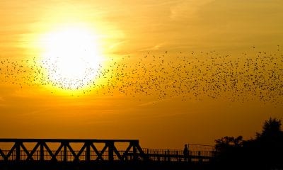 A swarm of birds