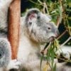 a koala eating leaves